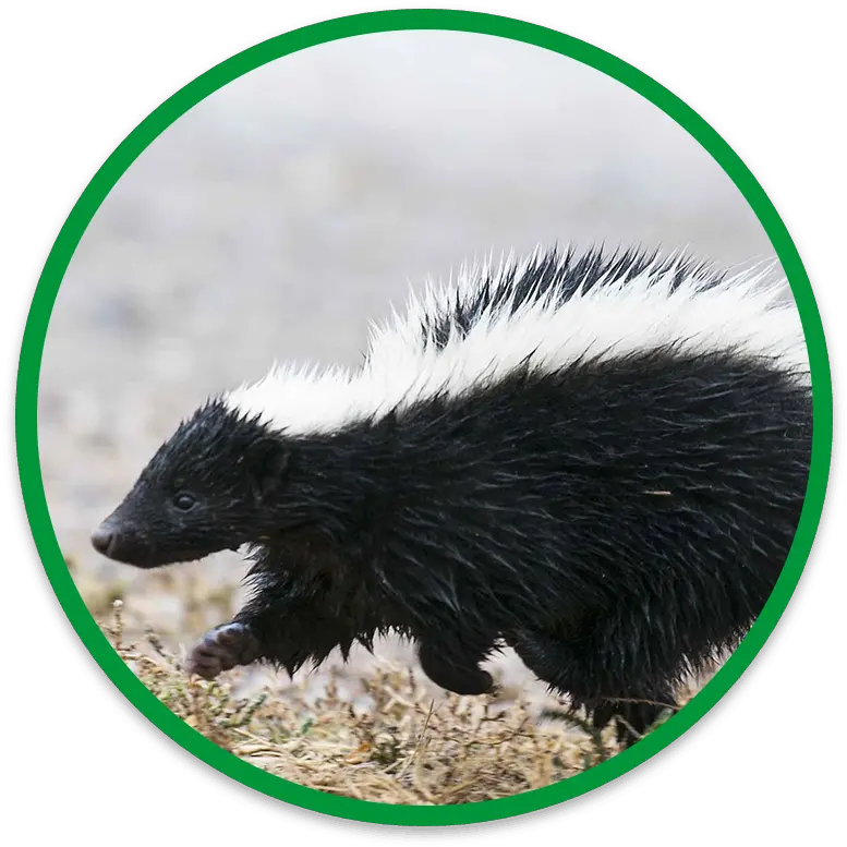  Humane Safe Skunk Removal Skunk Us Png Skunk Transparent