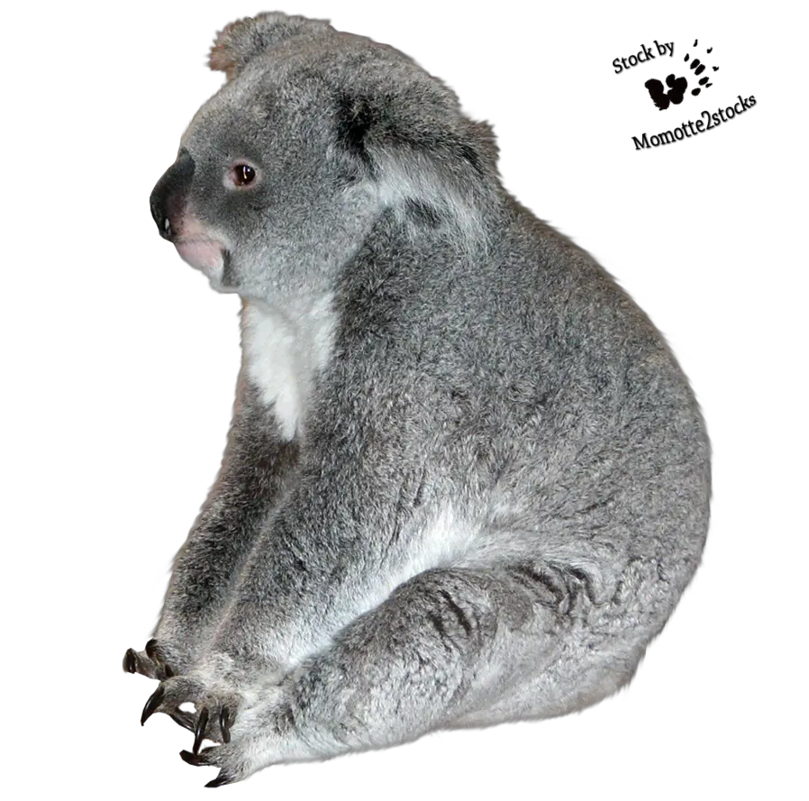  Download Koala Transparent Images Transparent Koala Png Koala Transparent