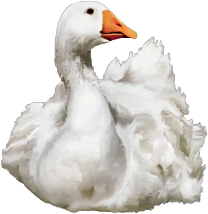  Download Swimming Duck Png Duck Png