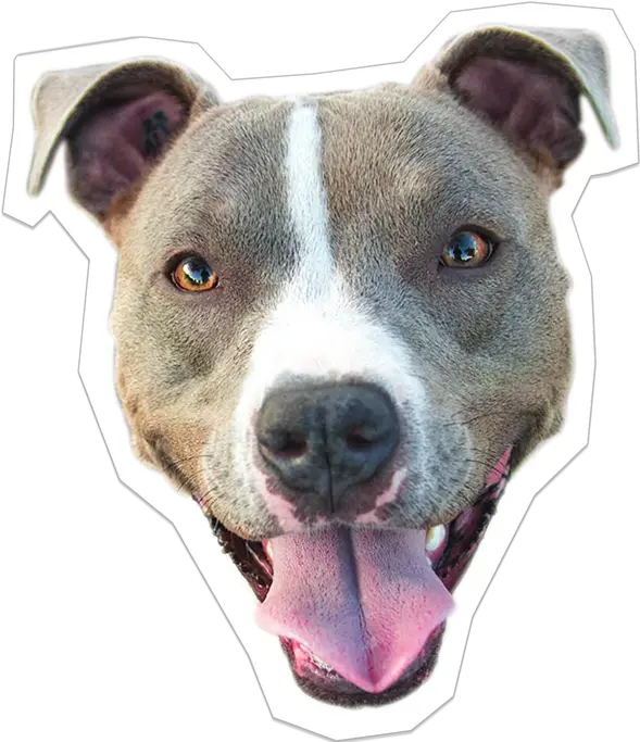  Pitbull Rescued Dogs Png Pitbull Png