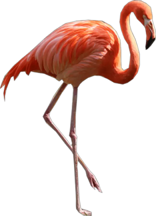  Flamingo Png Flamingo Png Flamingo Transparent Background