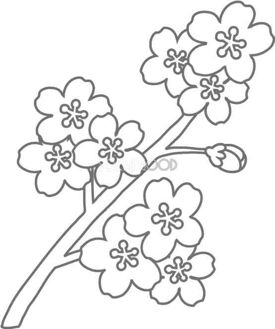  Coloring Book Floral Design Black And Sakura Flower Black And White Png Sakura Flower Png