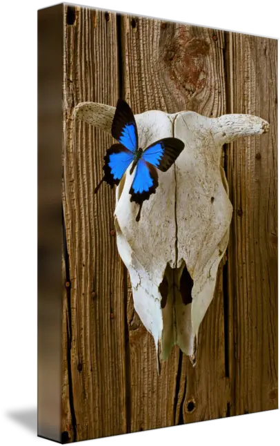  Cow Skull With Blue Butterfly By Garry Gay Picture Frame Png Cow Skull Png