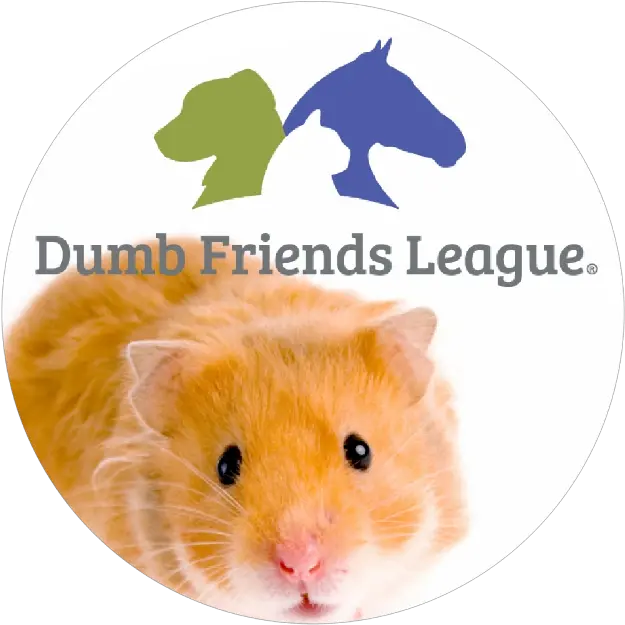  Popsockets Official Golden Hamster Png Rat Icon League