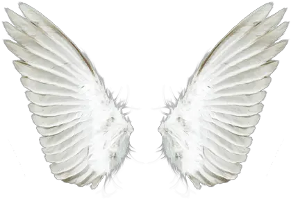  White Angel Wings Png Download White Wings Png Hd White Angel Wings Png