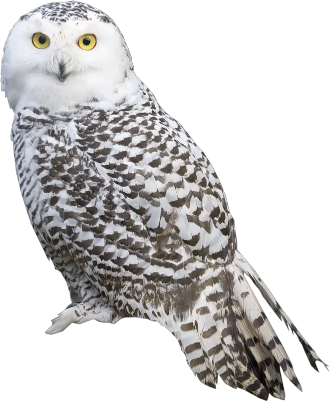  Download Barn Owl No Background Image Owl Png Owl Transparent