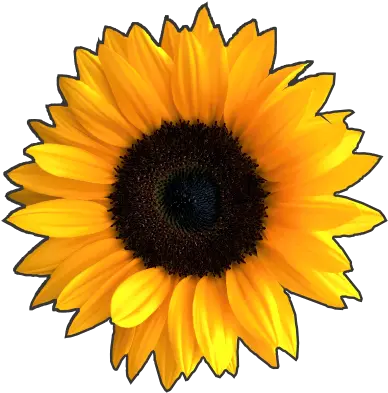  Março 2020 U2013 Página 89 Psfont Tk Fresh Png Girasol Png