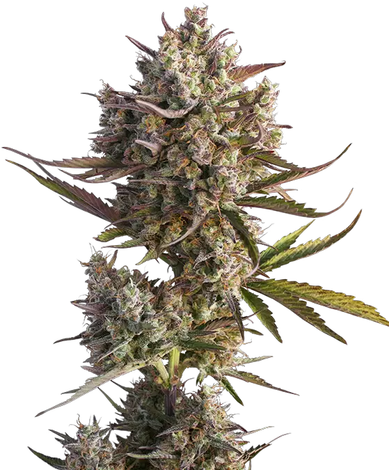  Dutch Passion Auto Blueberry Dutch Passion Png Weed Nugget Png