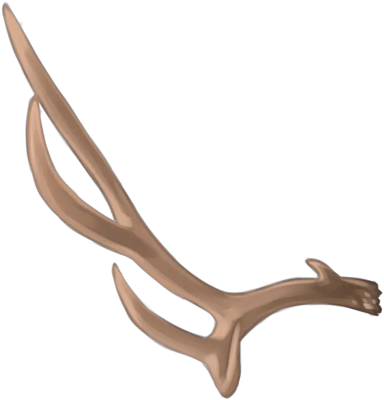  Deer Antler Material Deer Png Download 800800 Free Wood Antler Png