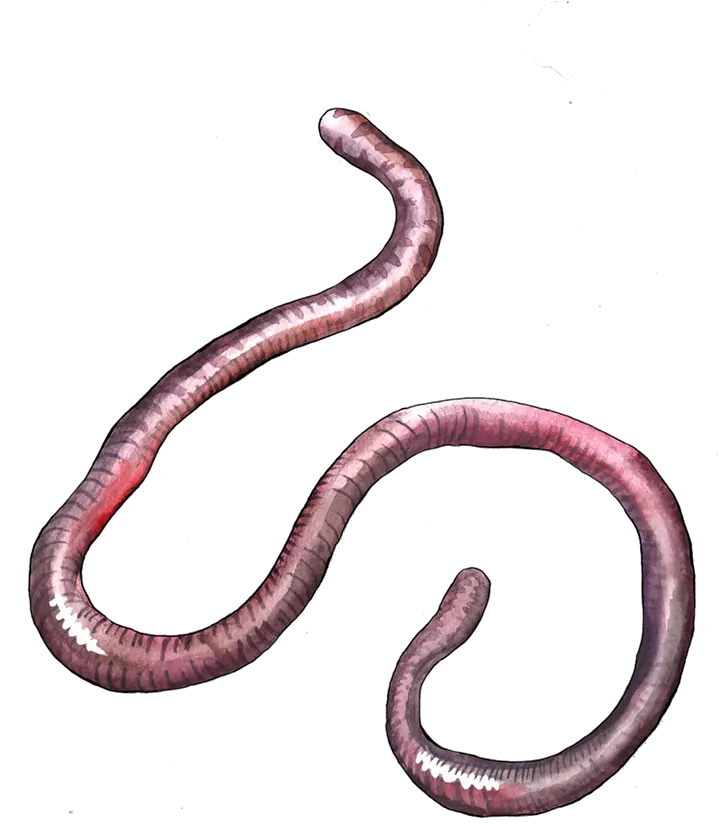  Earthworm Worm Png Snake Transparent Cartoon Jingfm Lombriz Png Worm Png