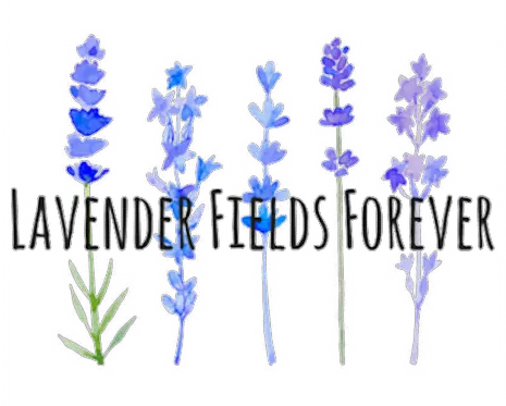  Lavender Fields Forever Watercolor Painting Png Lavender Png