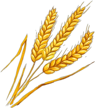  Wheat Spikes Illustration Transparent Png Stickpng Wheat Spike Spike Png