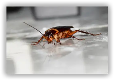  Cockroach U2013 Cambridge Environmental Services Cockroach Png Cockroach Transparent