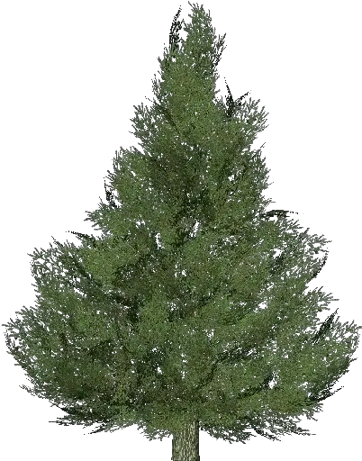  3d Trees Silver Fir Tree Acca Software Spruce Artificial Christmas Tree Png Pine Tree Branch Png