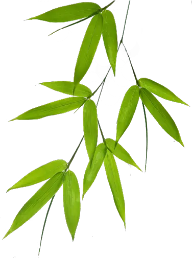  Bamboo Leaf Png Bamboo Leaves Vector Png Full Size Png Bamboo Leaf Free Png Leaf Png