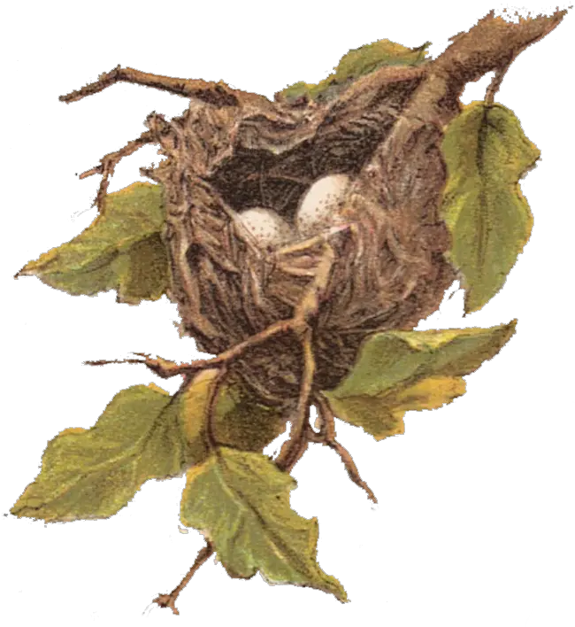  Library Of Nest In Tree Black And White Bird Nest Clip Art Png Nest Png