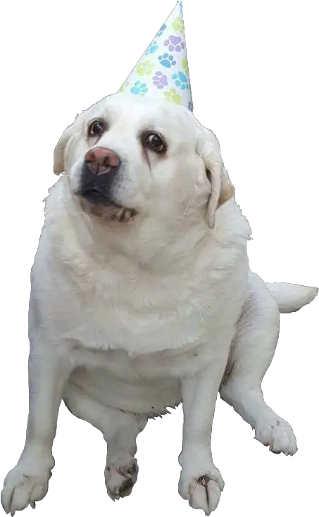  Doggo Png6png Doggo Png Party Hat Transparent Background