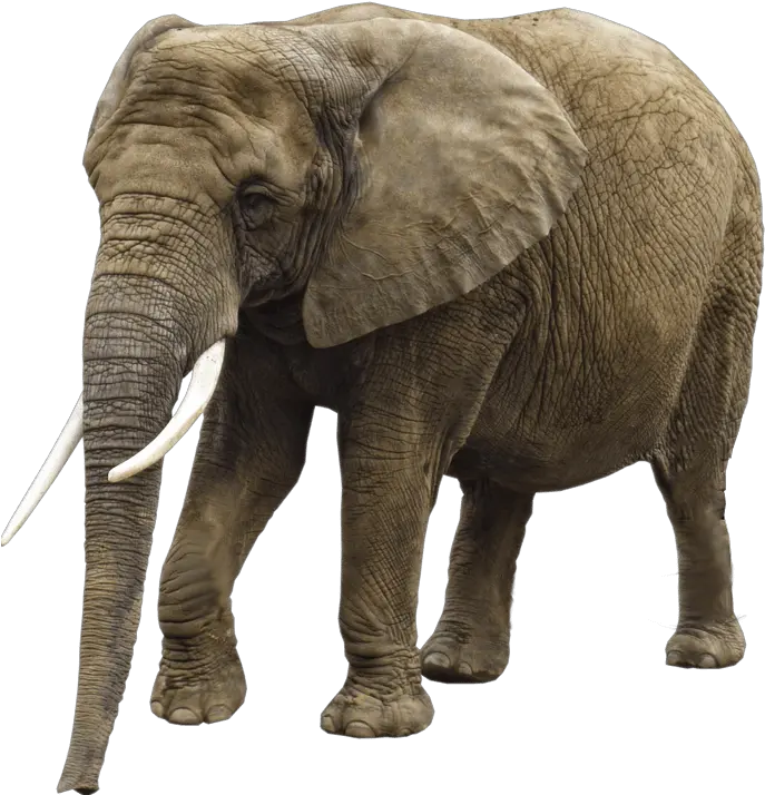  Png Image Transparent Background Elephant Png Elephant Transparent Background