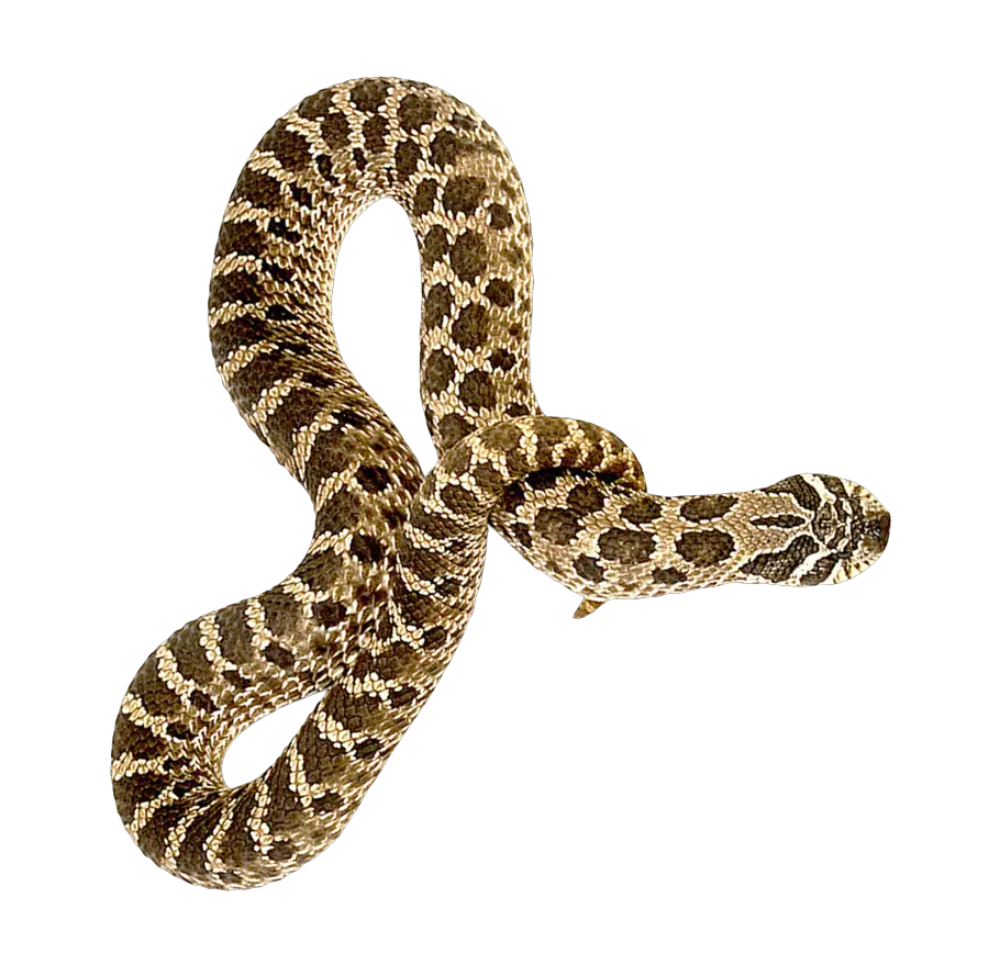  Download Hd Snake Png Transparent Image Snake Png Snake Transparent Background