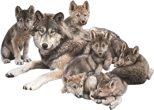  Clip Art Graphics Wolf Family Png Wolves Png