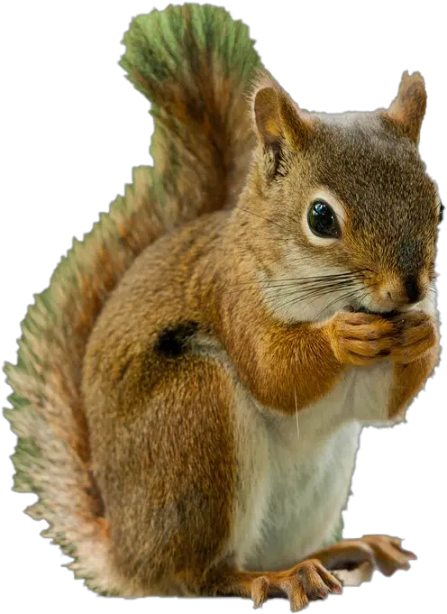  Squirrel Png Photos Squirrel Png Squirrel Transparent Background