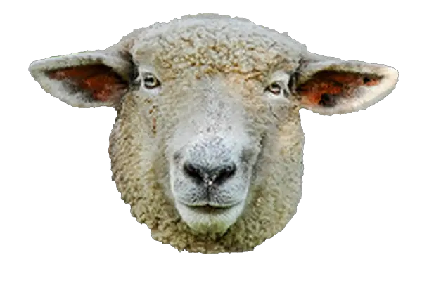  Sheep Head Png Svg Royalty Free Library Sheep Face Png Sheep Png