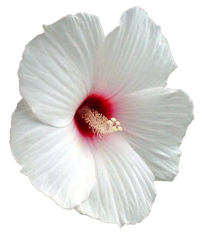  Flower Shoeblackplant Mallows Clip Shoeblackplant Png Hibiscus Png