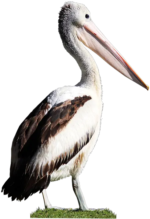  Bird Pelican Beak Pelicano Png Pelican Png