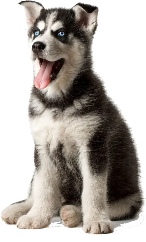  Husky Png Transparent Image Husky Png Husky Png