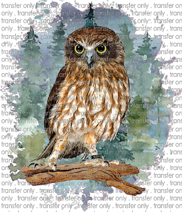  Siser Anm 14 Owl In Forest Eastern Screech Owl Png Owl Transparent