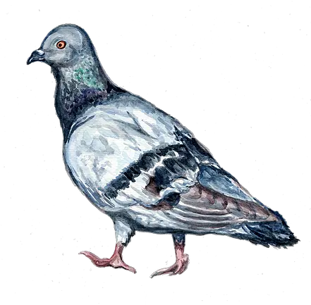  Projects Mysite Stock Dove Png Pigeon Png