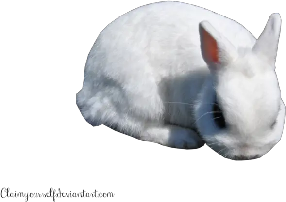  White Rabbit Png Clipart Portable Network Graphics White Rabbit Png