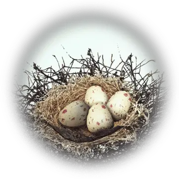  Kuku Bird Nest Bdo Codex Nest Png Bird Nest Png