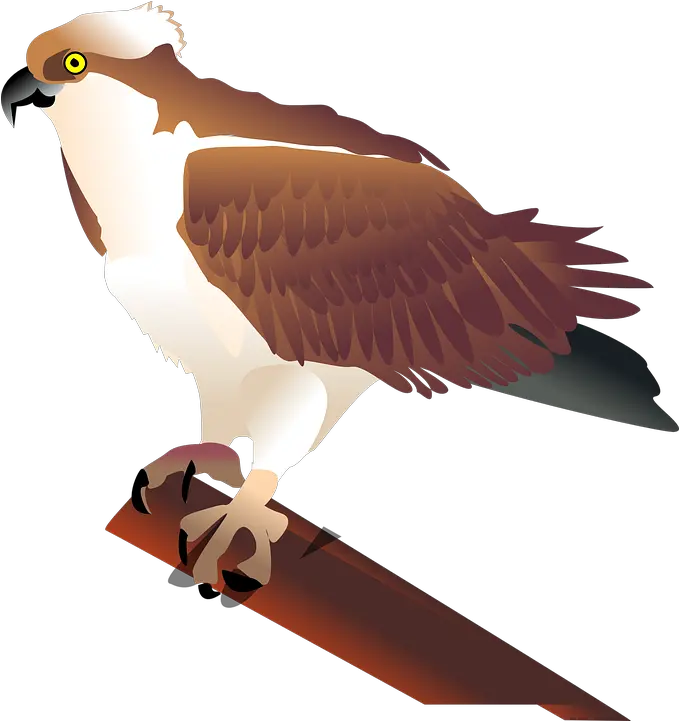  Eagle Hawk Bird Osprey Clip Art Png Hawk Png