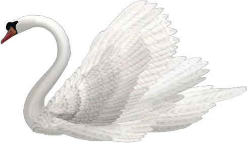  Swan Png Transparent Image Transparent Swan Png Swan Png