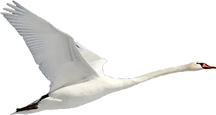  Swan Png Pic Background White Flying Swan Png Swan Png