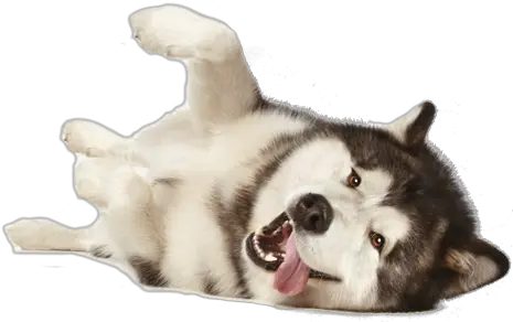  Bc Artifact Sakhalin Husky Png Husky Transparent