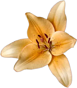  Index Of Userstbalzeflowerlily Tiger Lily Png Lilies Png