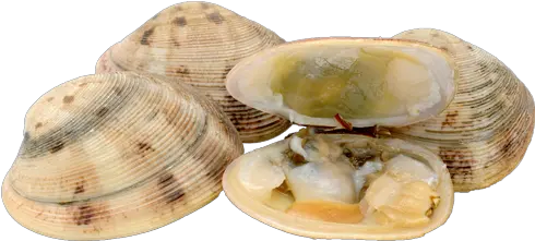  Clams Png Transparent Picture Clam Clam Png