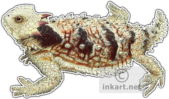  Horned Lizard Png Transparent Image Drawing Lizard Transparent