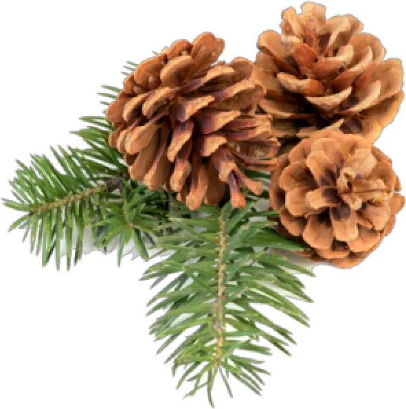  Pine Cone Icon Png Free Transparent Pine Cones Png Pine Branch Png