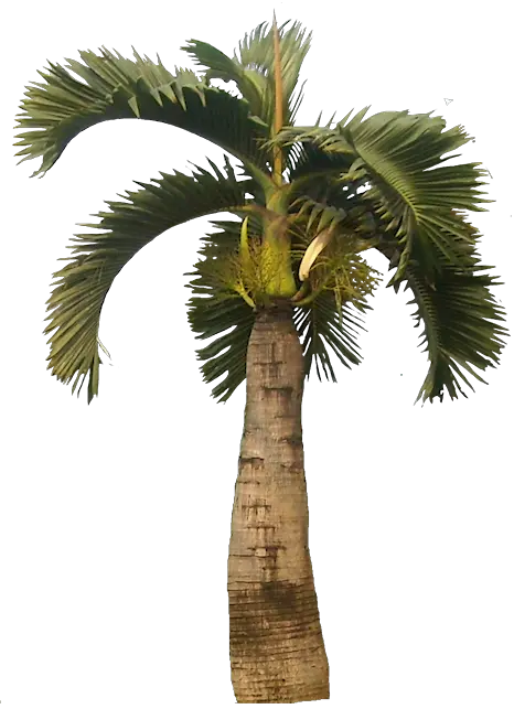  Download Tropical Plant Pictures Bottle Palm Tree Png Palm Trees Png