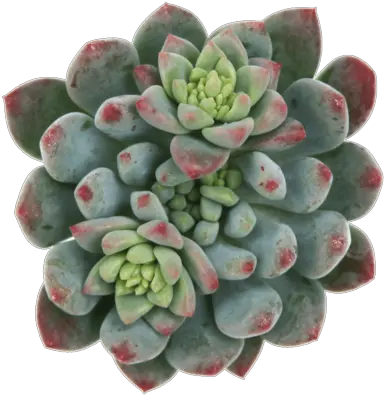  Sedeveria U0027blue Elfu0027 Plants Succulents Planting White Mexican Rose Png Succulent Transparent Background