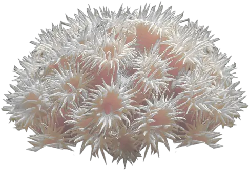  Sea Coral Png Image Sea Coral Png Coral Png