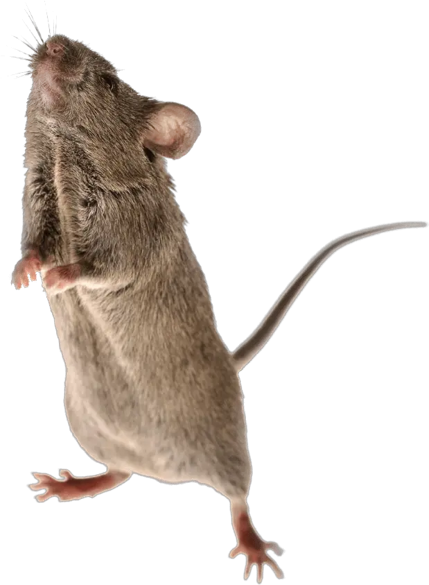  Mouse Animal Png Brown Rat Mouse Animal Png