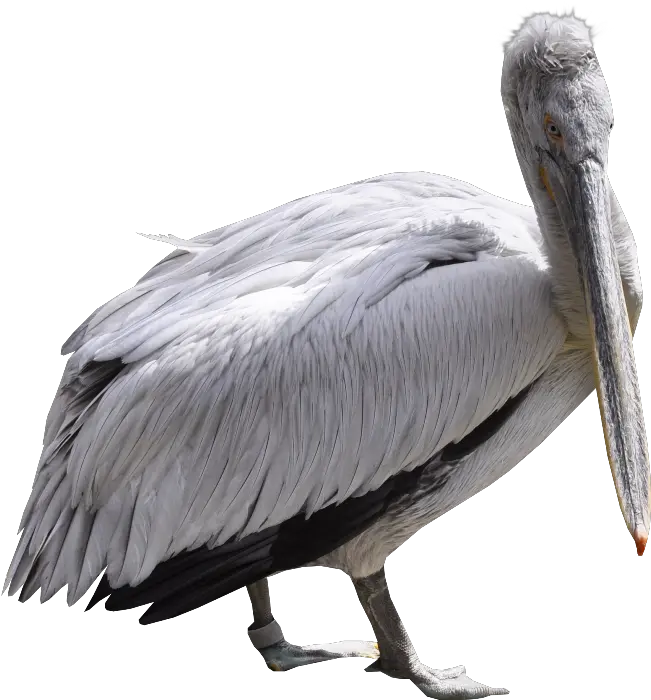  Png Download Image Pelican Pelican Png