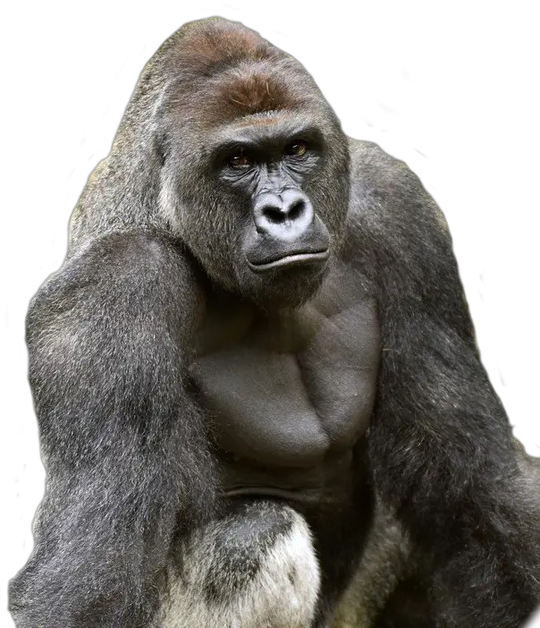  Harambe Transparent Png 6 Image Starbucks Harambe Transparent