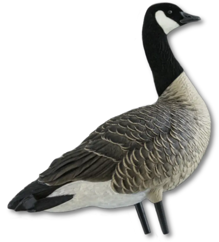  Avian Canada Goose Png Goose Transparent