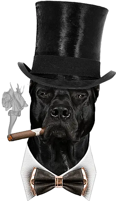  Dog Cigar Png Boxer Cigar Png