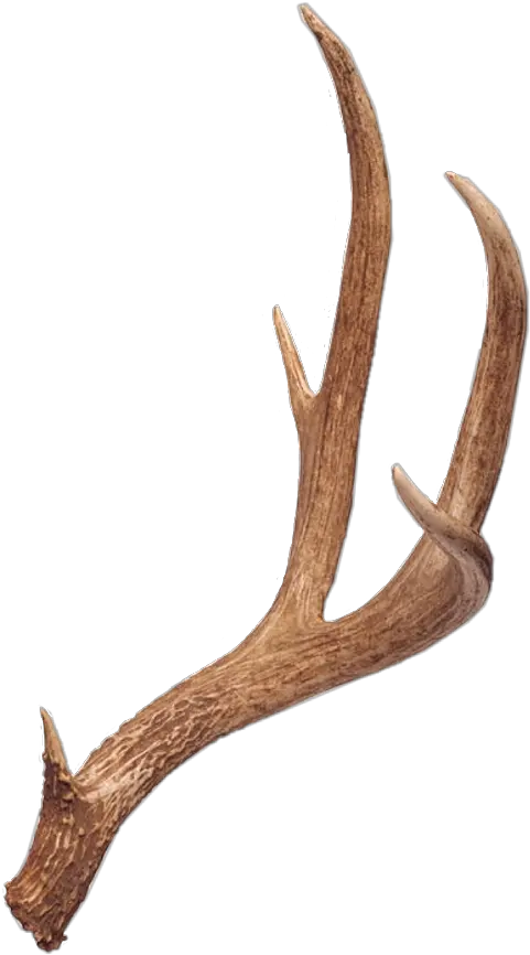  10 Point Deer Antlers Png Image Deer Antlers Transparent Background Antlers Png